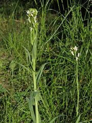 Huseník lysý (Strmobýl lysý) (Arabis glabra (L.) Bernh.)