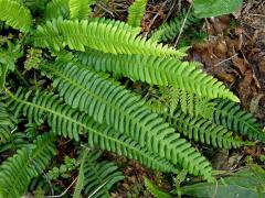 Žebrovice různolistá (Blechnum spicant (L.) Roth)