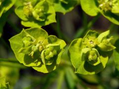 Pryšec chvojka (Euphorbia cyparissias L.)