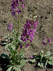 Divizna brunátná (Verbascum phoeniceum L.)