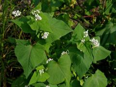 Pohanka tatarská (Fagopyrum tataricum (L.) Gaertn.)