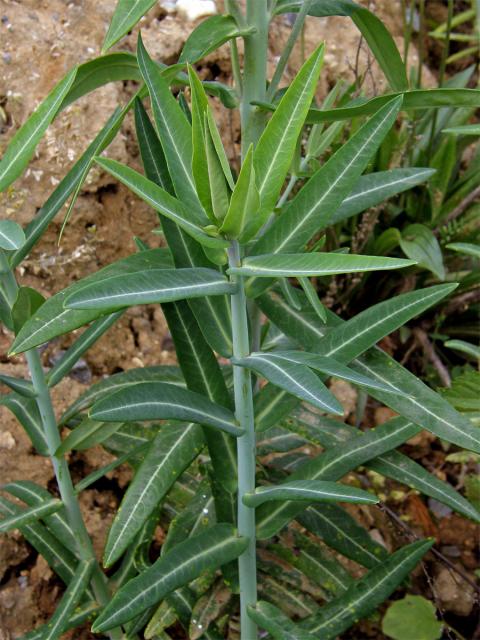 Pryšec skočcový (Euphorbia lathyris L.)