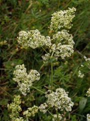 Svízel povázka (Galium mollugo L. s. str.)