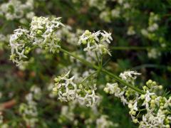 Svízel povázka (Galium mollugo L. s. str.)