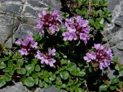 Mateřídouška (Thymus L.)