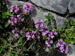 Mateřídouška ozdobná (Thymus pulcherrimus Schur in Fuss)