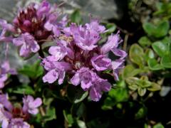 Mateřídouška ozdobná (Thymus pulcherrimus Schur in Fuss)