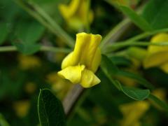 Čimišník stromovitý (Caragana arborescens Lamk.)