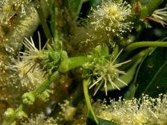 Kaštanovník jedlý (setý) (Castanea sativa Mill.)