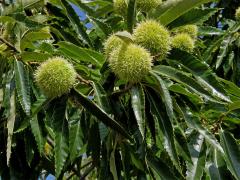 Kaštanovník jedlý (setý) (Castanea sativa Mill.)