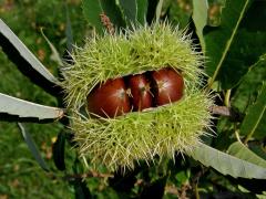 Kaštanovník jedlý (setý) (Castanea sativa Mill.)