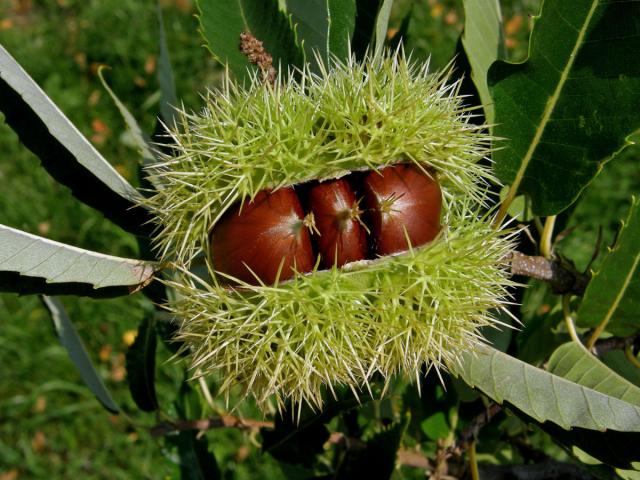 Kaštanovník jedlý (setý) (Castanea sativa Mill.)