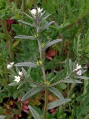 Kamejka rolní (Lithospermum arvense L.)