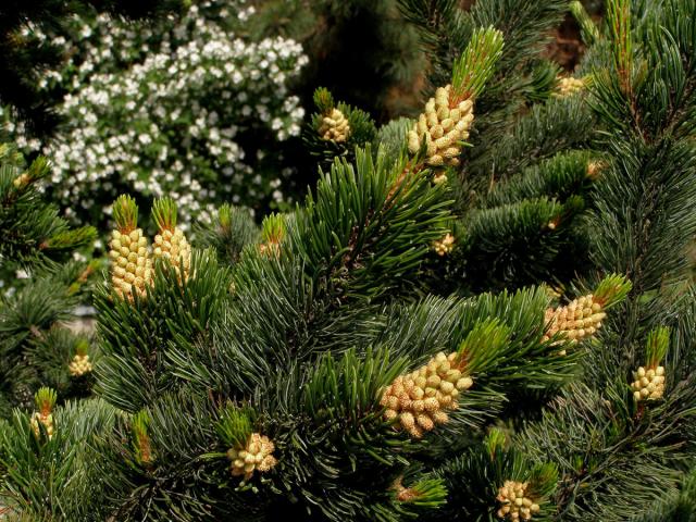 Borovice osinatá (Pinus aristata Engelm.)