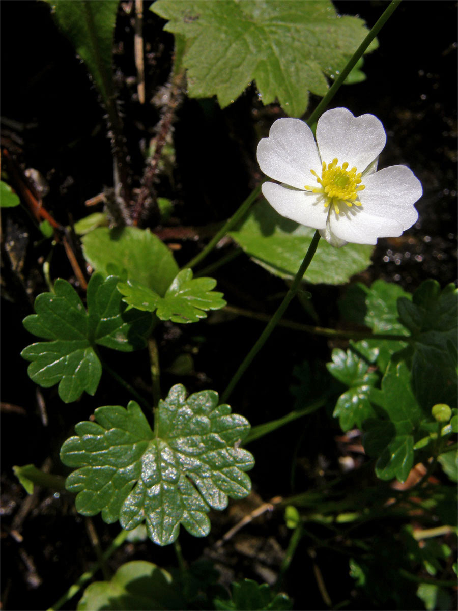 Pryskyřník alpský (Ranunculus alpestris L.)