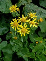 Starček podalpský (Senecio subalpinus Koch)