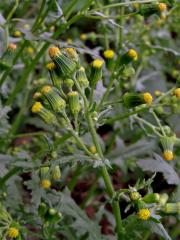 Starček obecný (Senecio vulgaris L.)   