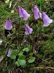 Dřípatka rakouská (Soldanella austriaca Vierh.)