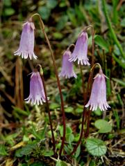 Dřípatka rakouská (Soldanella austriaca Vierh.)