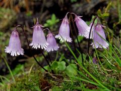 Dřípatka rakouská (Soldanella austriaca Vierh.)