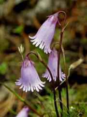 Dřípatka rakouská (Soldanella austriaca Vierh.)