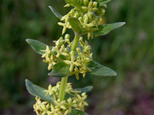 Svízelka lysá - Svízel jarní (Cruciata glabra (L). Ehrendf.)