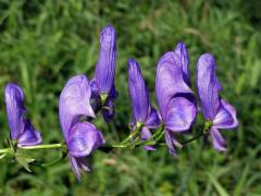 Oměj pestrý (Aconitum variegatum L.)