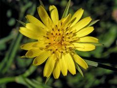 Kozí brada luční (Tragopogon pratensis L.)