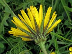 Kozí brada východní (Tragopogon orientalis L.)