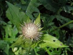 Pcháč zelinný (Cirsium oleraceum (L.) Scop.)