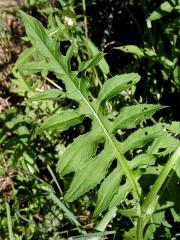 Pcháč zelinný (Cirsium oleraceum (L.) Scop.)