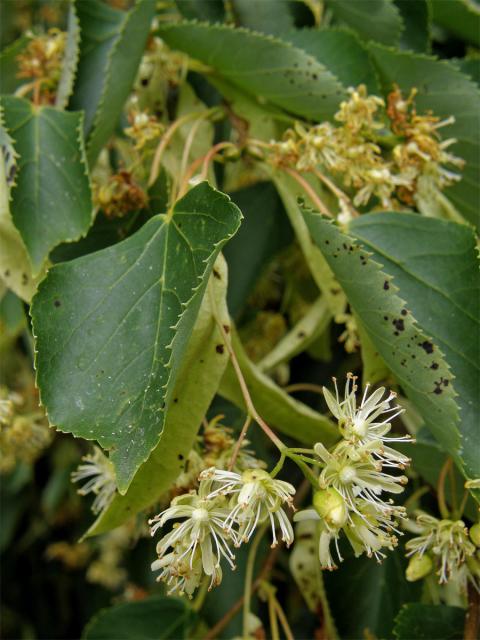 Lípa srdčitá - malolistá (Tilia cordata Mill.)