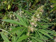 Konopí seté (Cannabis sativa L.)