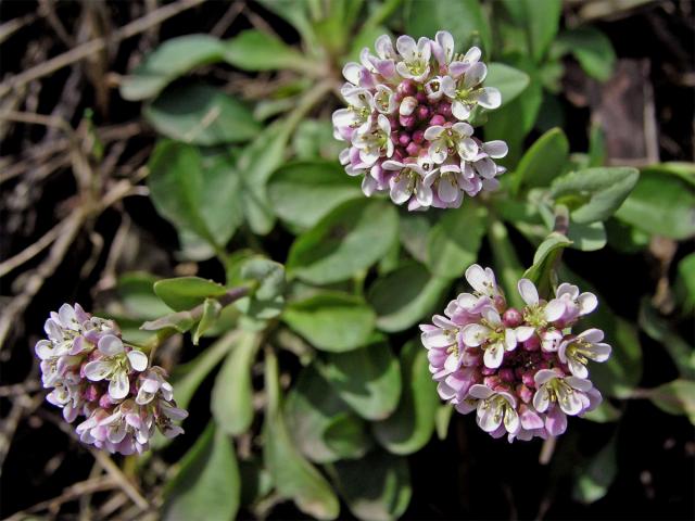 Penízek modravý (Thlaspi caerulescens J. Presl et C. Presl)