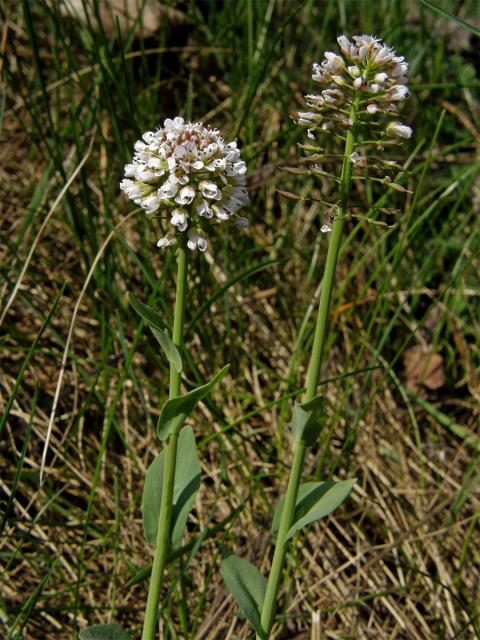 Penízek modravý (Thlaspi caerulescens J. Presl et C. Presl)