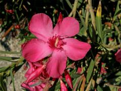 Oleandr obecný (Nerium oleander L.)