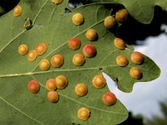 Hálky žlabatky hráškové (Neuroterus quercusbaccarum) - letní generace