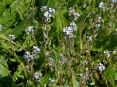 Pomněnka drobnokvětá (Myosotis stricta R. et Sch.)