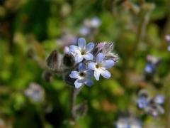 Pomněnka drobnokvětá (Myosotis stricta R. et Sch.)