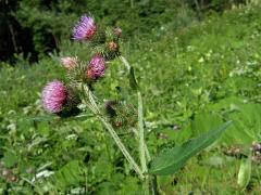 Bodlák lopuchovitý (Carduus personata (L.) Jacq.)