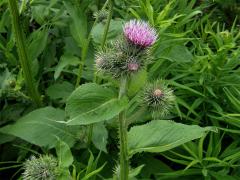 Bodlák lopuchovitý (Carduus personata (L.) Jacq.)