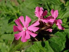 Silenka dvoudomá = Knotovka červená (Silene dioica (L.) Clairv.)