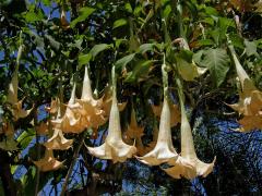 Durman (Brugmansia Pers.)