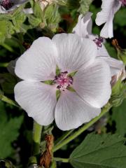 Proskurník lékařský (Althaea officinalis L.)