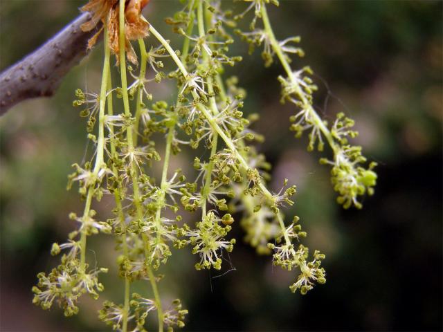 Dub letní (Quercus robur L.)