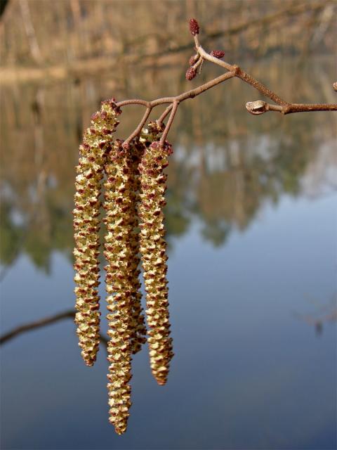 Olše lepkavá (Alnus glutinosa (L.) Gaertn.)