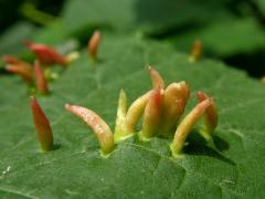 Hálky vlnovníka lipového (Eriophyes tiliae)