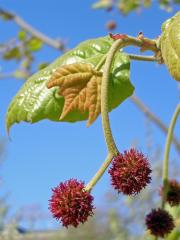 Platan (Platanus L.)