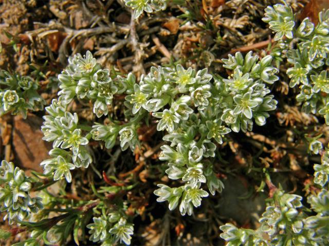 Chmerek vytrvalý (Scleranthus perennis L.)