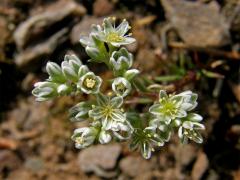 Chmerek vytrvalý (Scleranthus perennis L.)